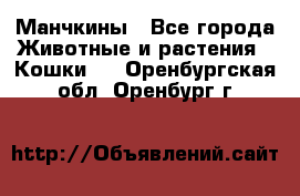 Манчкины - Все города Животные и растения » Кошки   . Оренбургская обл.,Оренбург г.